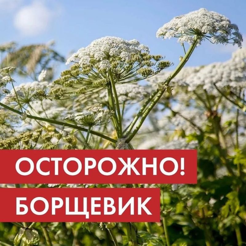 Осторожно! Борщевик!.